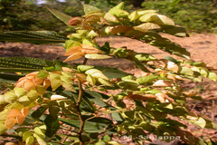 Flemingia strobilifera